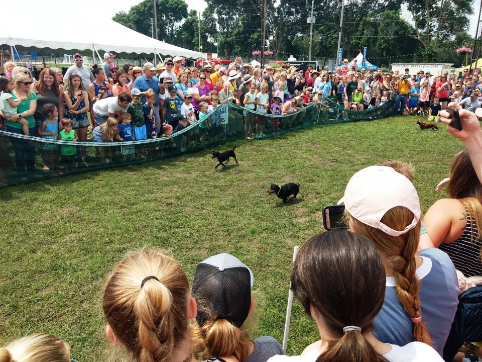 Dachshund Dash3